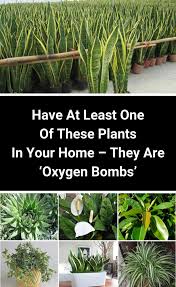Have At Least One Of These Plants In Your Home They Are Oxygen Bombs Plants House Plants Indoor Air Purifying House Plants