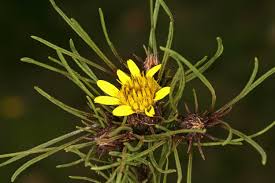 Image result for Geigeria burkei