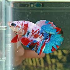 Knowing All Types Of Betta Fish By Tail Pattern And Color With Photo And Description In 2020 Betta Fish Betta Fish Types Betta