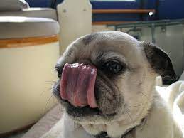Why Does A Dog Lick Its Nose The Ark In Space