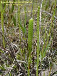 Image result for Lycopodiella caroliniana