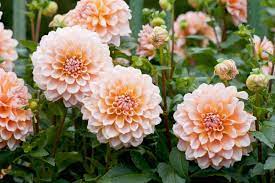 Check spelling or type a new query. 10 Outstanding Tall Growing Annuals Garden Lovers Club