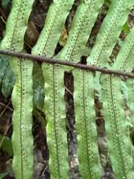 Image result for Lomariopsidaceae