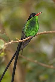 Black Bird With Two Long Tail Feathers Pin On Birds