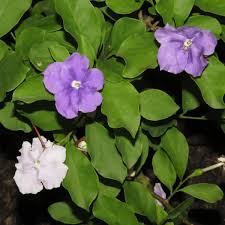 Image result for Brunfelsia australis