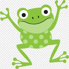 After you finish your amphibian drawing why not color it in like this! The Tree Frog Drawing Amphibian Animals Leaf Png Pngegg