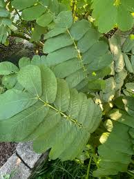 Image result for Acacia alata