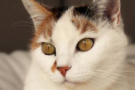 Ringworm In Cats Canna Pet