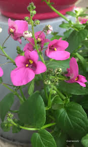 Pin En Flower