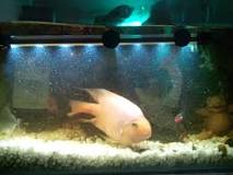 Image result