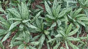 It was one of the first plants i learned how to grow many years ago and that same plant is still going strong to this day. Chinese Evergreen Aglaonema Problems Care And Propagation Tips Ready To Diy
