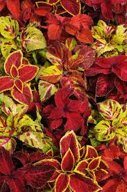Image result for Coleus zombensis