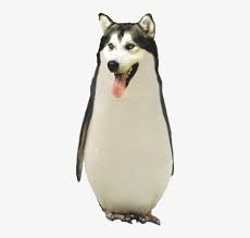 Though this is looking funny photoshopped animals, at the same time very awkward too. Tumblr Transparent Funny Animal Pictures Png Tumblr Funny Dog Photoshop 500x748 Png Download Pngkit