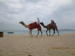 I just moved to dubai and i'm looking for fun activities to do and i'm interested in camel riding on the beach. Camel Rides On The Beach Picture Of Hilton Dubai Jumeirah Dubai Tripadvisor