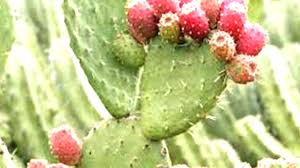 All of these names refer to the natural juice of the. Prickly Pear Cactus Dhorofiya The Manicapost
