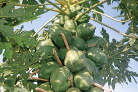 Image result for Carica papaya