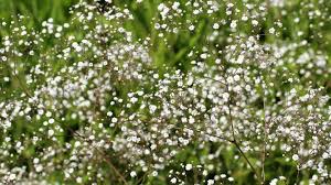 Tiny Flower Wallpaper With Baby S Breath Flower Hd Wallpapers Wallpapers Download High Resolution Wallpapers