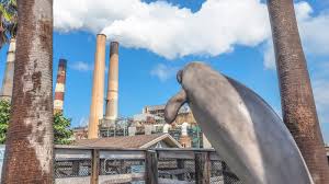 It's the very definition of the perfect roadside attraction, and it's worth a detour and an hour of your time. Your Guide To Tampa S Manatee Viewing Center My Wanderlusty Life