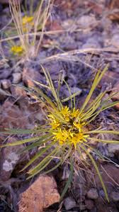 Image result for Geigeria burkei