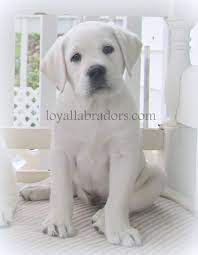 White English Lab Puppies White Labrador Retriever Puppies Our White Labrador Puppies For Sale Are From Ch White Lab Puppies Lab Puppies Yellow Lab Puppies