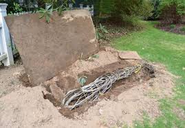 Résultat de recherche d'images pour "burying fig trees"