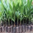 MANGALA ARECANUT PLANTS product image