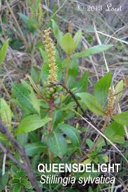 Image result for Habenaria silvatica