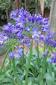 My 100 year old christmas cactus has been blooming non stop since november 2019 it is now april 2020. Agapanthus Praecox Large Blue Large Blue Lily Of The Nile Buy Seeds At Rarepalmseeds Com