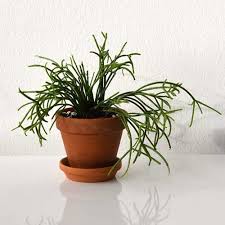 Image result for Rhipsalis