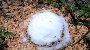 I hope to dispel that notion by employing what may be the easiest cos. Does Epsom Salts Kill Tree Roots Youtube