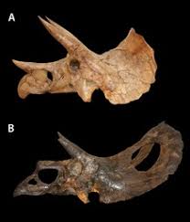 Das neo magazin hat jetzt nicht nur ihrem studio ein makeover verpasst, sondern jetzt zum ende der sommerpause gibt es nun. Triceratops Wikipedia
