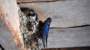 Sarang burung walet terbuat dari air liur burung walet yang ditenun menjadi sarang mereka. Terungkap Ini Dia Manfaat Sarang Burung Walet Untuk Pria