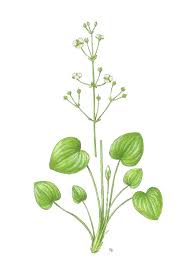 Image result for Caldesia parnassifolia