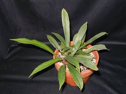 Image result for Begonia squamulosa