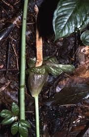 Image result for Amorphophallus goetzei