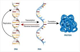 Messenger rna an rna (ribonucleic acid) molecule which has coding regions and translation signals derived from a gene, carries the reverse template message from dna, and is required for protein synthesis. Types Of Rna Mrna Rrna And Trna