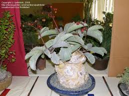 Image result for Cyphostemma congestum