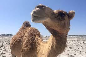 Hey google, what's today's news?. Mers Remains Primarily A Camel Virus For Now
