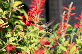 Seed suppliers offer an almost limitless number of flower and vegetable… design. 10 Low Water Perennials That Thrive In Dry Situations Oregon State University