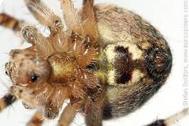 Image result for Centema subfusca