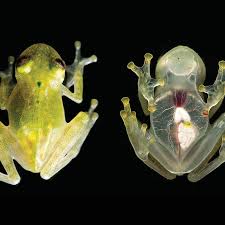 Image result for glass frog