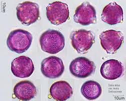 Purpurea) was evaluated using in vivo studies. Salix Alba Var Tristis Pollen Wiki