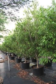 Image result for Ocotea