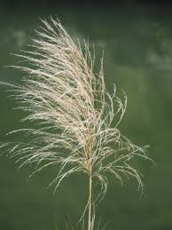 Image result for Phragmites karka