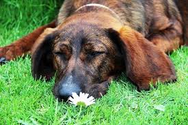 Image result for hannoverský barvář