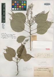 Image result for Polystachya macropoda