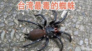 台湾最大的毒蜘蛛 台湾上户蛛 animals insects spider