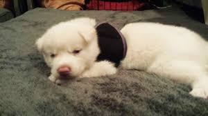 Back in the gym nice while peddling away, i watched a story about an adorable puppy that was rescued from a trash bag. Watch A Swimmer Puppy Make Astounding Progress In Just One Week Thanks To Love And Therapy