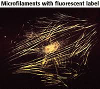 Image result for cytoskeleton