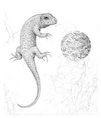 All you will need is a pencil, an eraser. How To Draw A Lizard With Pen And Ink